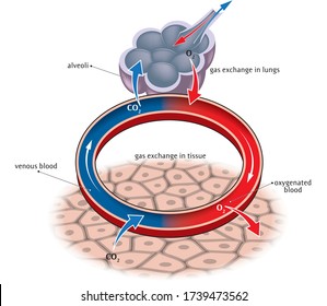 Schematic Illustration Of Basic Alveolus Gas Exchange.