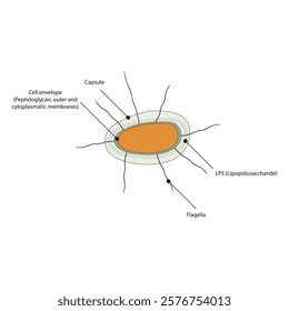 Schematic illustration of Enterobacteriaceae structure - Cell envelope, LPS, flagella and capsule - simple microbiology diagram.