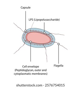 Schematic illustration of Enterobacteriaceae structure - Cell envelope, LPS, flagella and capsule - simple microbiology diagram.