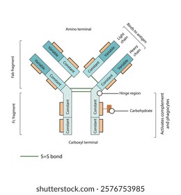 Schematic illustration of IgG - constant and variable regions, light and heavy chains, Fab and Fc fragments. Simple immunology diagram.