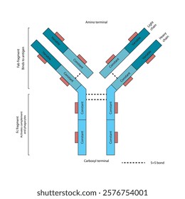 Schematic illustration of IgG - constant and variable regions, light and heavy chains, Fab and Fc fragments. Simple immunology diagram.