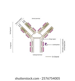 Schematic illustration of IgG - constant and variable regions, light and heavy chains, Fab and Fc fragments. Simple immunology diagram.