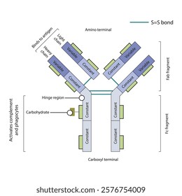 Schematic illustration of IgG - constant and variable regions, light and heavy chains, Fab and Fc fragments. Simple immunology diagram.