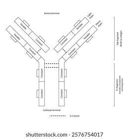 Schematic illustration of IgG - constant and variable regions, light and heavy chains, Fab and Fc fragments. Simple immunology diagram.