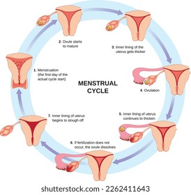 Ilustración esquemática de las etapas del ciclo menstrual.Diagrama circular con texto.