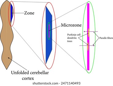 Schematic illustration of the structure of zones and microzones in the cerebellum. Vector illustration
