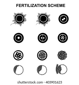 schematic image of fertilization in mammals, the phases of embryo development in the early stages