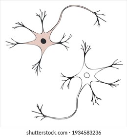 A Schematic Image Of A Nerve Cell With A Nucleus. Neuron. Vector Illustration Isolated On White Background.