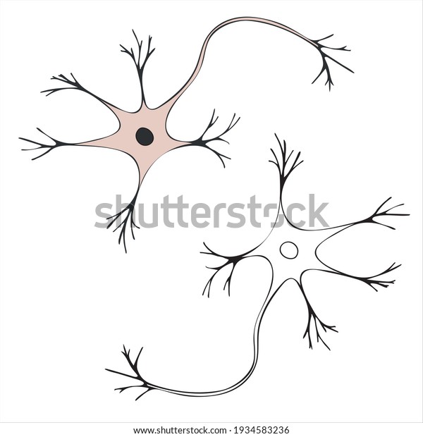A schematic\
image of a nerve cell with a nucleus. Neuron. Vector illustration\
isolated on white\
background.