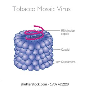Schematic model of Tobacco Mosaic Virus TMV