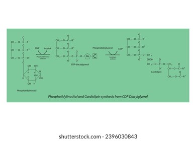 Schematic molcular diagram of Phosphatidylinositol and Cardiolipin synthesis from CDP Diacylglyerol via PI synthase and Cardiolipin synthase Scientific vector illustration.