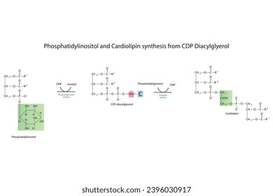 Schematic molcular diagram of Phosphatidylinositol and Cardiolipin synthesis from CDP Diacylglyerol via PI synthase and Cardiolipin synthase Scientific vector illustration.