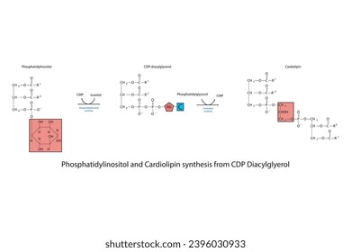 Schematic molcular diagram of Phosphatidylinositol and Cardiolipin synthesis from CDP Diacylglyerol via PI synthase and Cardiolipin synthase Scientific vector illustration.