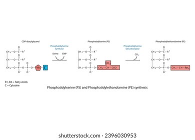 Schematic molcular diagram of Phosphatidylserine and Phosphatidylethanolamine synthesis from CDP Diacylglyerol via PS synthase and PS decarboxylase Scientific vector illustration.