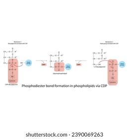 Schematic molcular diagram of phosphodiester bond formation in phospholipids - 2 mechanisms via CDP (Cytidine diphosphate). Scientific vector illustration.