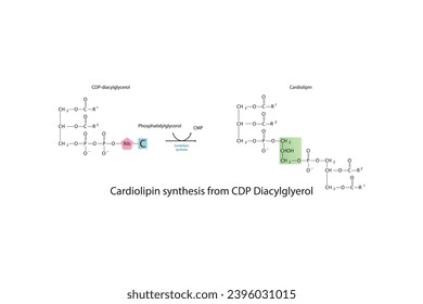 Schematic molecular diagram of Cardiolipin synthesis from CDP Diacylglycerol via Cardiolipin synthase Scientific vector illustration.