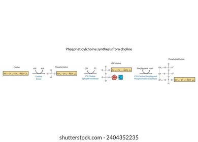 Schematic molecular diagram of Phosphatidylchoine synthesis from choline via choline kinase, CTP choline cytidylyl transferase and CDP-choline DAG PC transferase Scientific vector illustration.