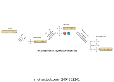 Schematic molecular diagram of Phosphatidylchoine synthesis from choline via choline kinase, CTP choline cytidylyl transferase and CDP-choline DAG PC transferase Scientific vector illustration.