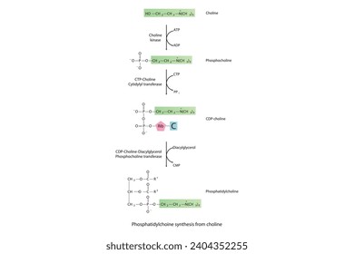 Schematic molecular diagram of Phosphatidylchoine synthesis from choline via choline kinase, CTP choline cytidylyl transferase and CDP-choline DAG PC transferase Scientific vector illustration.