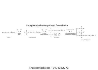 Diagrama molecular esquemático de la síntesis de fosfatidilchoina a partir de la colina a través de la quinasa, la colina citidilil transferasa y la CDP-colina DAG PC transferasa Ilustración vectorial científica.