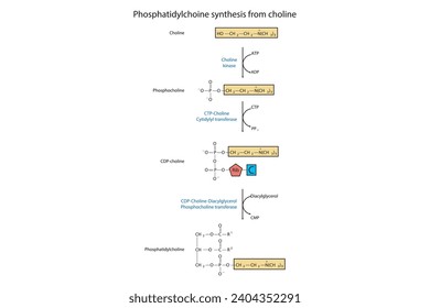 Schematic molecular diagram of Phosphatidylchoine synthesis from choline via choline kinase, CTP choline cytidylyl transferase and CDP-choline DAG PC transferase Scientific vector illustration.