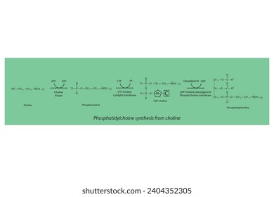 Schematic molecular diagram of Phosphatidylchoine synthesis from choline via choline kinase, CTP choline cytidylyl transferase and CDP-choline DAG PC transferase Scientific vector illustration.