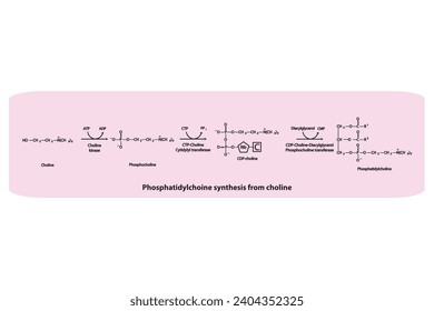 Schematic molecular diagram of Phosphatidylchoine synthesis from choline via choline kinase, CTP choline cytidylyl transferase and CDP-choline DAG PC transferase Scientific vector illustration.