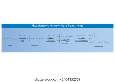 Schematic molecular diagram of Phosphatidylchoine synthesis from choline via choline kinase, CTP choline cytidylyl transferase and CDP-choline DAG PC transferase Scientific vector illustration.