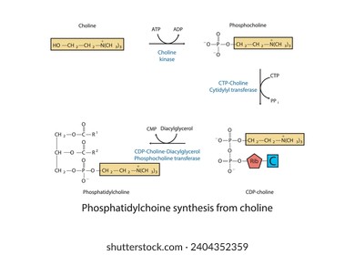 Schematic molecular diagram of Phosphatidylchoine synthesis from choline via choline kinase, CTP choline cytidylyl transferase and CDP-choline DAG PC transferase Scientific vector illustration.