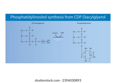 Schematic molecular diagram of Phosphatidylinositol synthesis from CDP Diacylglycerol via PI synthase Scientific vector illustration.