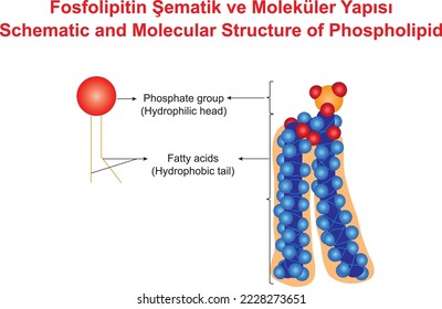 Schematische und molekulare Struktur von Phospholipid