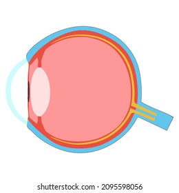 Schematic Picture Of A Human Eye In Section, Vector