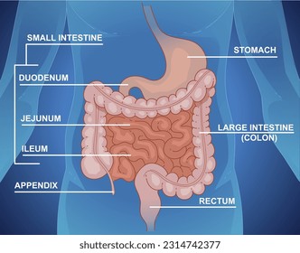 Schematic representation of the digestive system:  large intenstine (colon), stomach, appendix, rectum. And small intestine include the duodenum, jejunum, and ileum.  Vector illustration. 