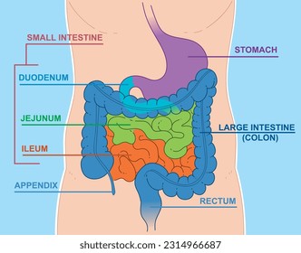 Schematic representation of the digestive system:  large intenstine (colon), stomach, appendix, rectum. And small intestine include the duodenum, jejunum, and ileum.  Vector illustration.