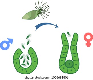 Schematic representation of equisetum fertilisation. Antherium with male gametes (called antherozoids or sperm) and archegonium