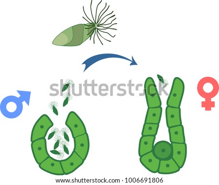 Schematic representation of equisetum fertilisation. Antherium with male gametes (called antherozoids or sperm) and archegonium Stock photo © 