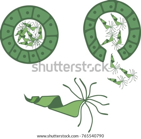 Schematic representation of fern antherium with male gametes (called antherozoids or sperm) Stock photo © 