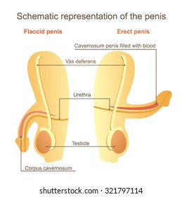 Schematic representation of the penis.Flaccid penis and erect penis.