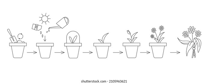 Schematic representation of planting and growing a flowers in a pot. Several stages are shown: planting seeds, watering and pre-harvest. Simple vector illustration. Can be used to form articles