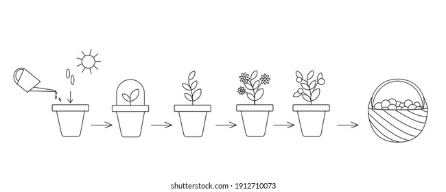 Schematic representation of planting and growing a plant in a pot. Several stages are shown: planting seeds, watering and pre-harvest. Simple vector illustration. Can be used to form articles, themati
