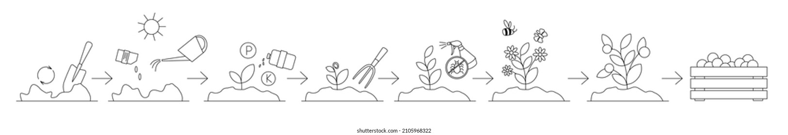 Schematic representation of planting and growing a plant in open ground. All stages of cultivation from sowing to harvest are shown, and plant care is also shown. Can be used to design articles, sites