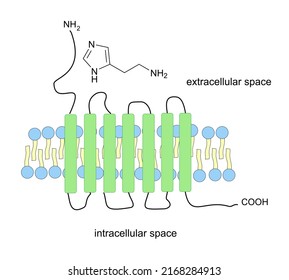 Schematic Structure Of Histamine Receptor Which Belongs To GPCR Receptors. Vector Illustration.