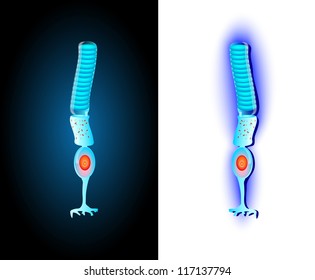 Schematic Structure Of The Rod Cell.  Peripheral Vision. Rod Cells, Or Rods, Are Photoreceptor Cells In The Retina Of The Eye That Can Function In Less Intense Light. Vector Scheme