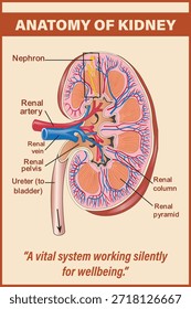 Diagrama vetorial esquemático de um rim, Anatomia do Rim Humano, Estrutura do rim com partes marcadas. Fluxo de Sangue Renal e Suprimento de Nervos, mostrando artérias reais e seus ramos