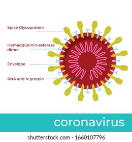 Schematic vector illustration of chinese coronavirus construction. cross-section