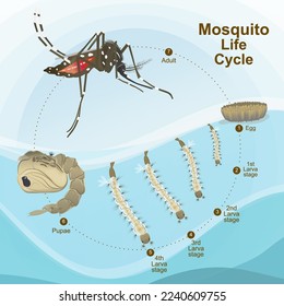 Schematic vector illustration of mosquito life cycle