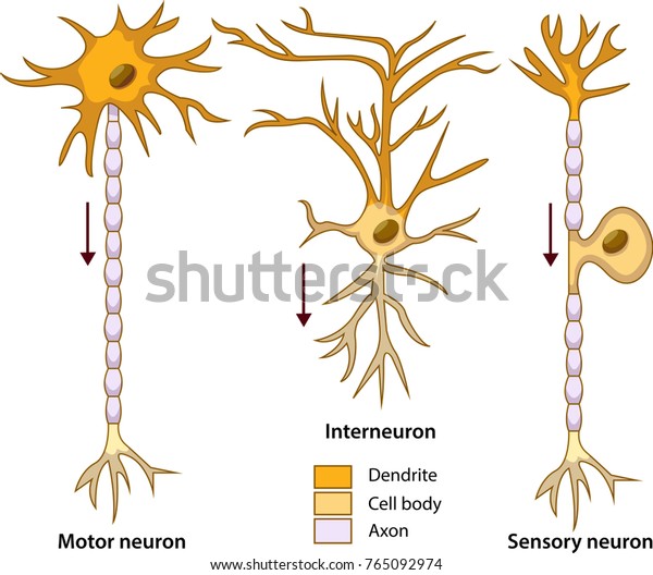 3種類のニューロンまたは神経細胞の回路図のベクターイラスト のベクター画像素材 ロイヤリティフリー