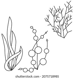 schematic vector image of algae contour