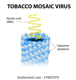 Schematisches Vektormodell des Tabakmosaikvirus. TMV das erste Virus, das jemals entdeckt wurde und der Schlüssel zur Gentherapie ist