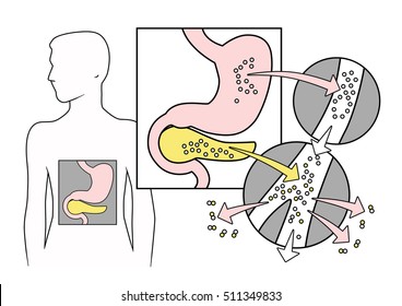 Scheme of action of insulin and its admission into the bloodstream over a white background